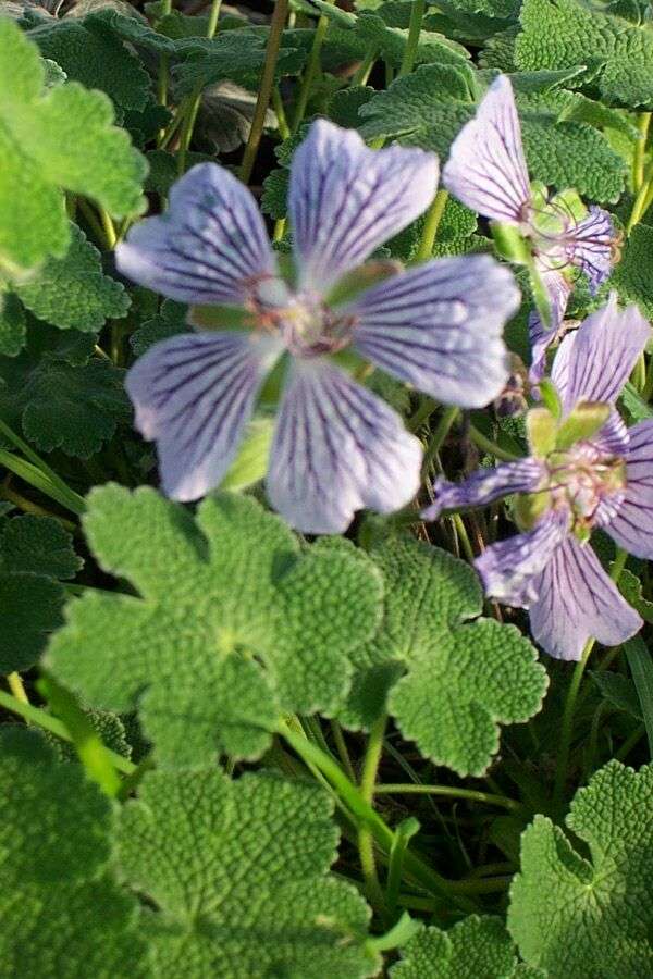 Geranium renardii 'Whiteknights'