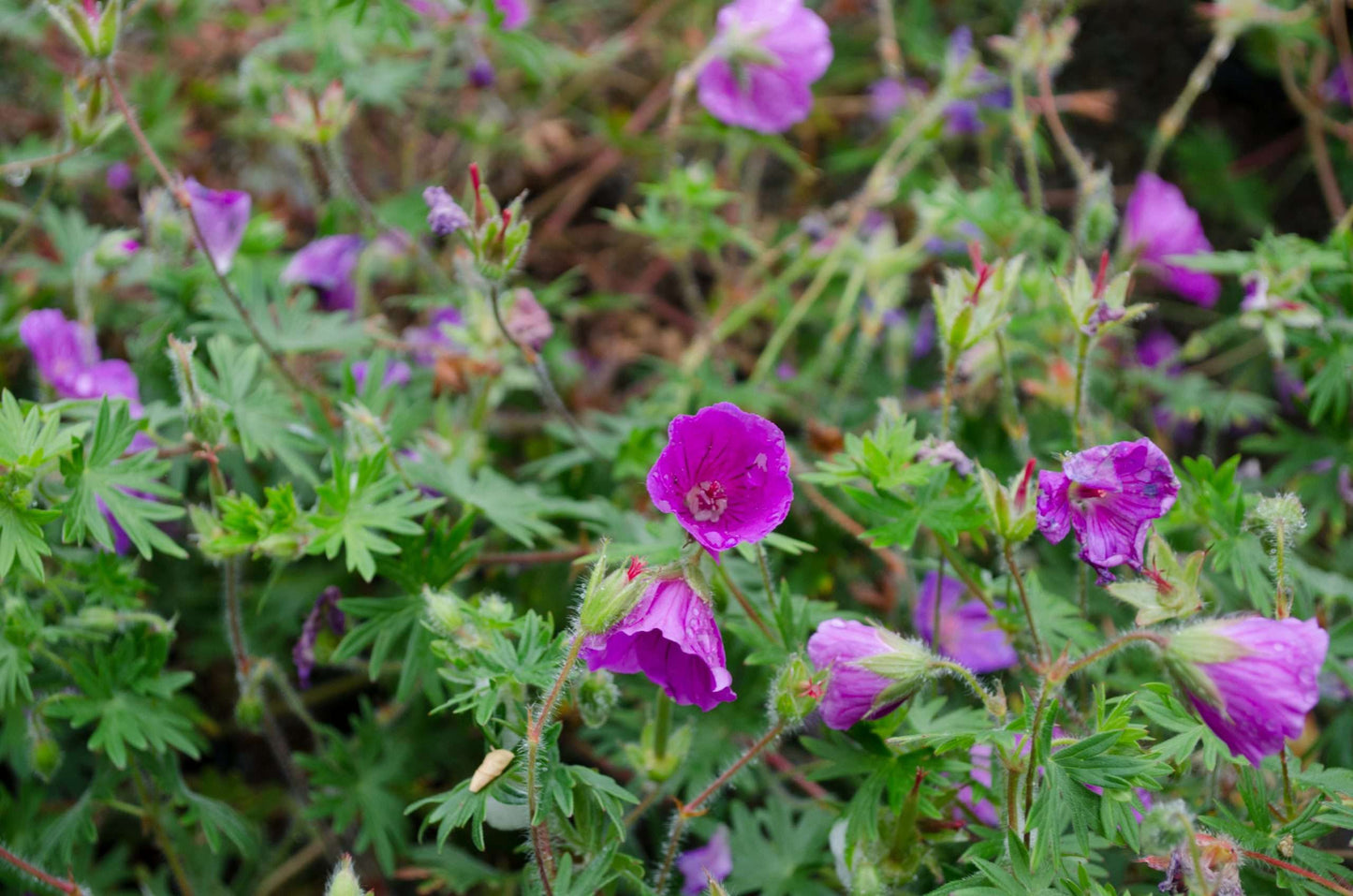 Geranium 'Tiny Monster'