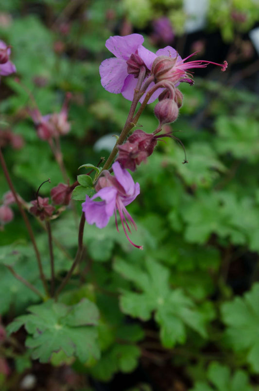 Geranium x cantabrigiense 'Karmina'