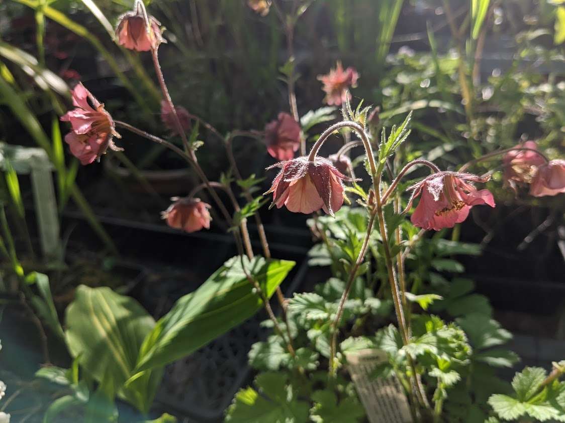 Geum rivale