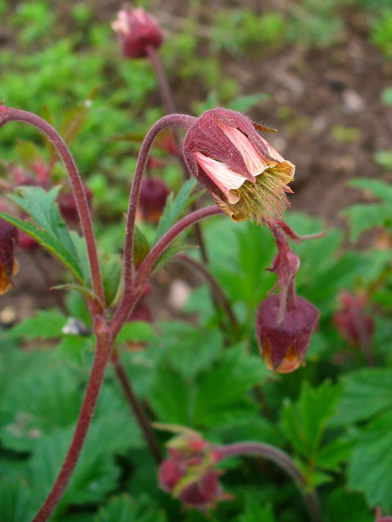 Geum rivale