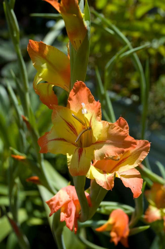 Gladiolus dalenii
