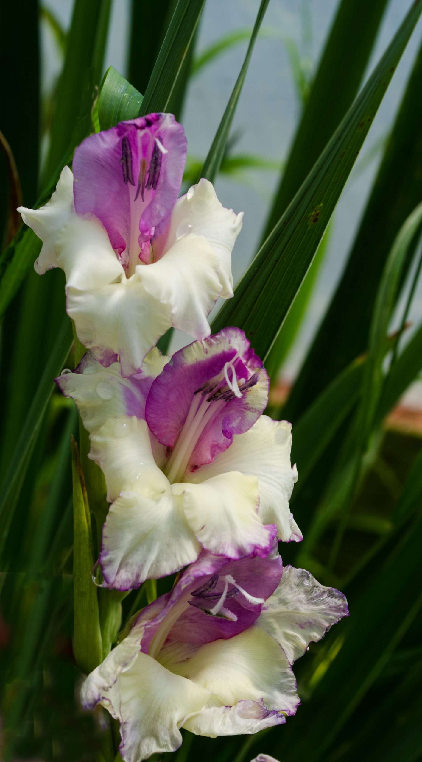 Gladiolus 'Flevo Bambino'
