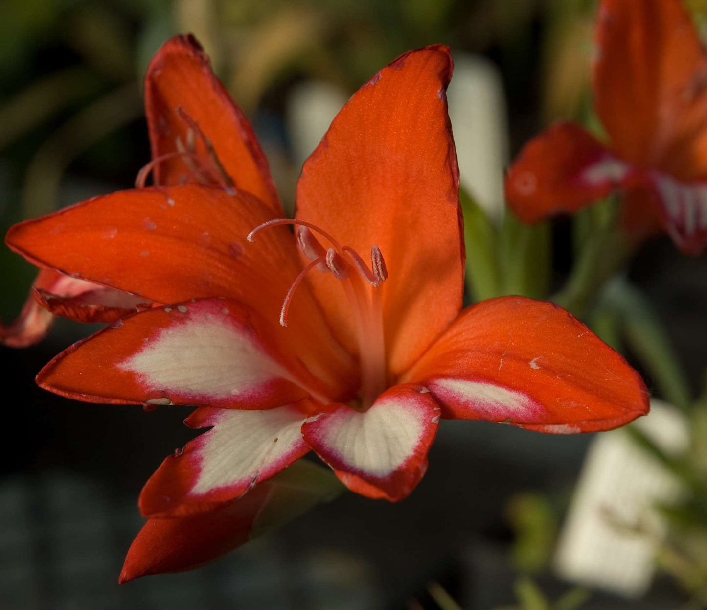Gladiolus cardinalis
