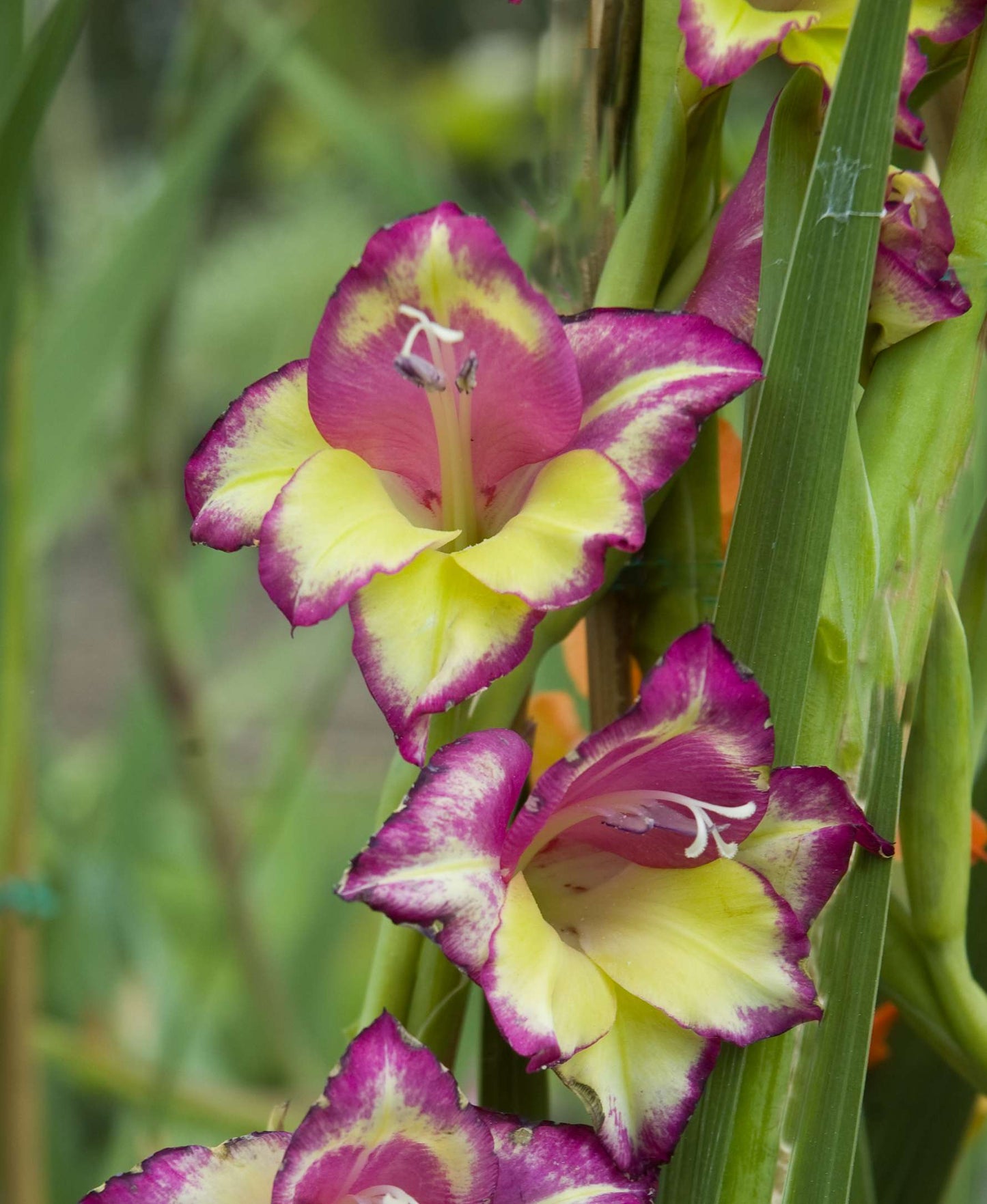 Gladiolus 'Flevo Laguna'
