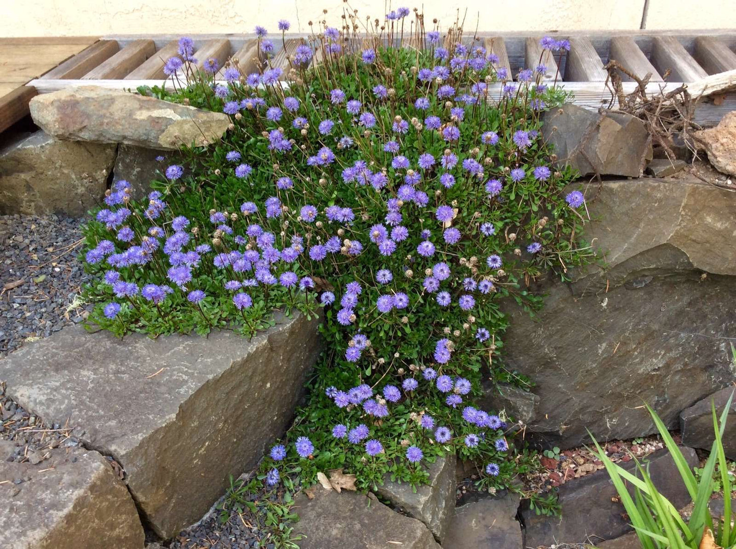 Globularia repens