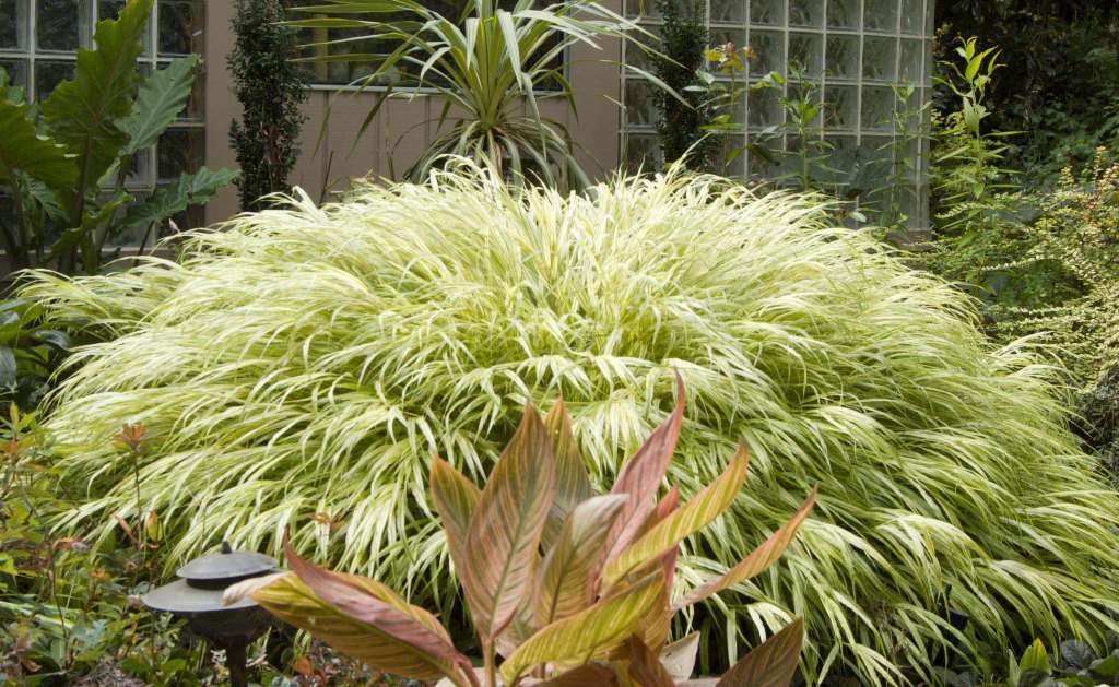 Hakonechloa macra 'Albo Striata'