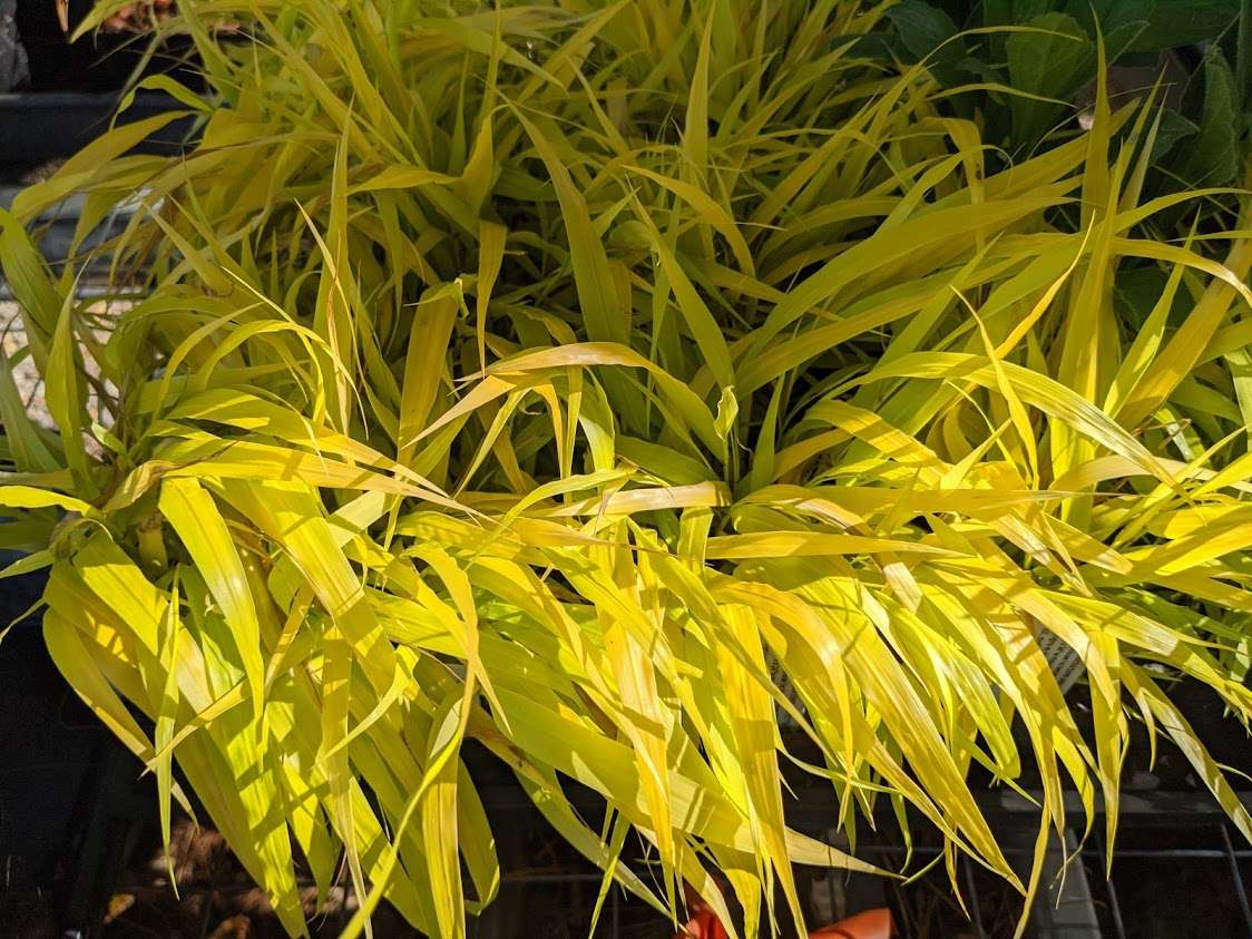 Hakonechloa macra 'All Gold'