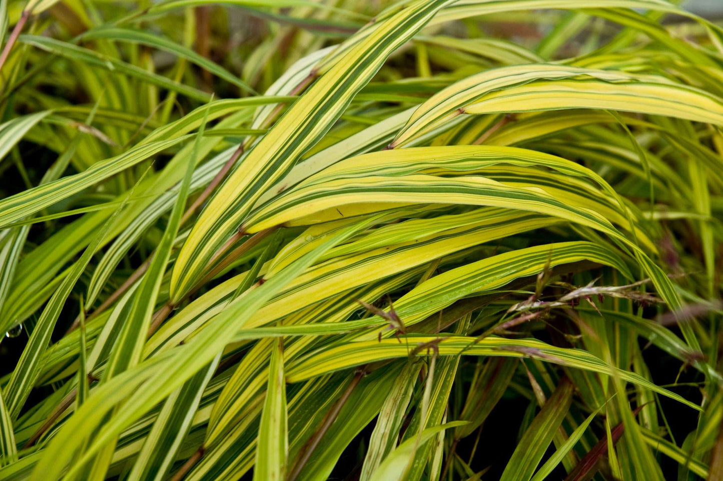 Hakonechloa macra 'Aureola'