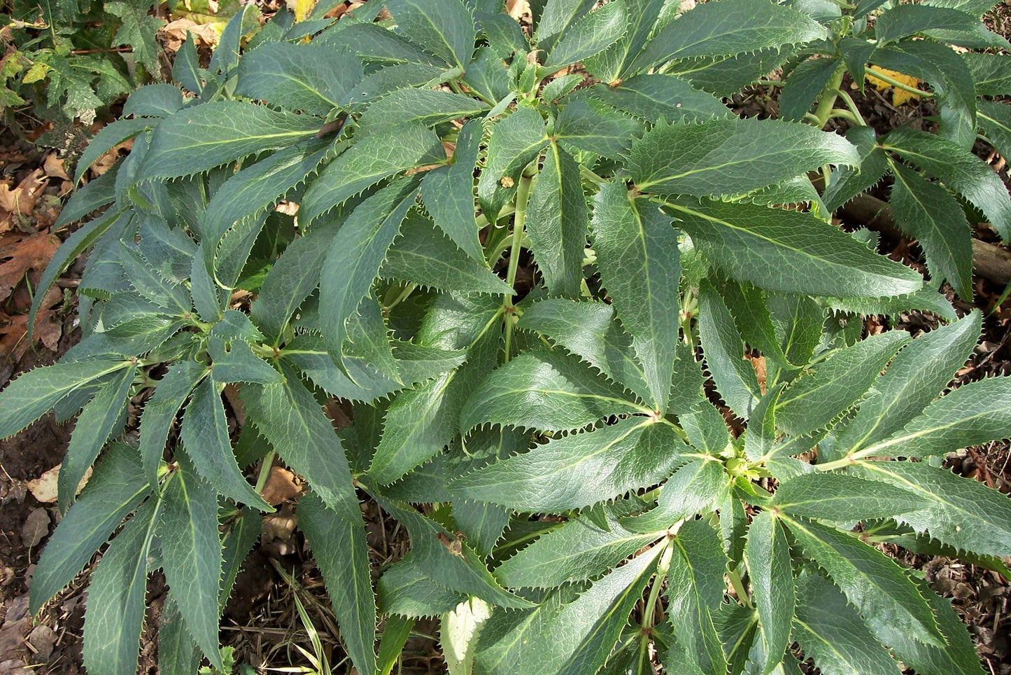 Helleborus argutifolius