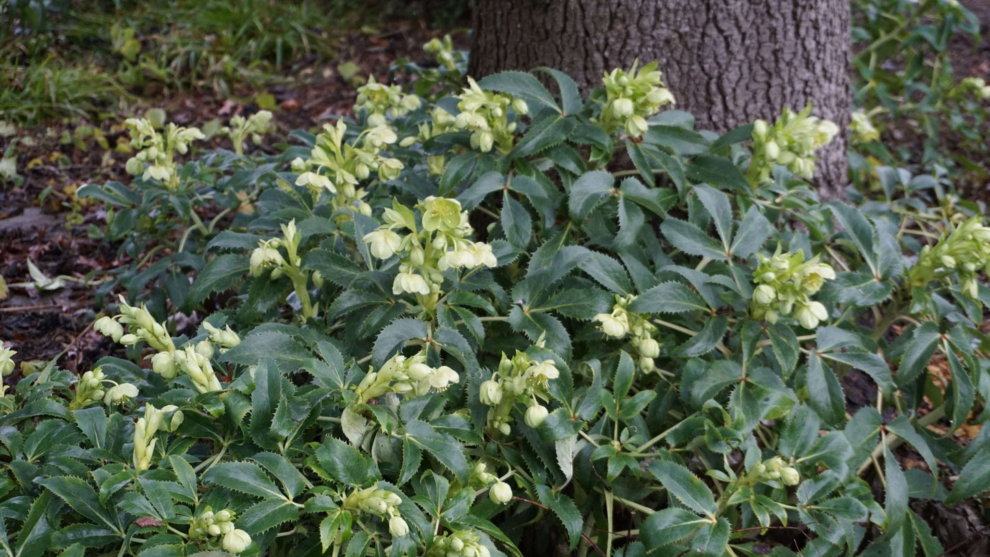 Helleborus argutifolius