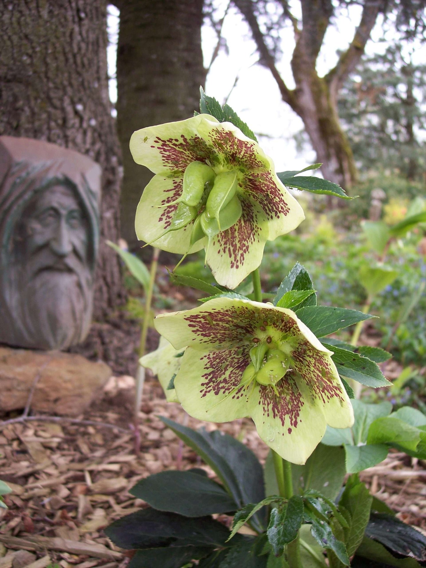 Helleborus x hybridus