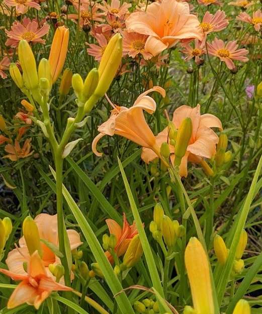 Hemerocallis 'Bertie Ferris'