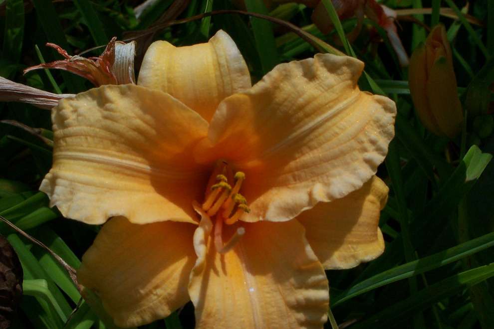 Hemerocallis 'Bertie Ferris'