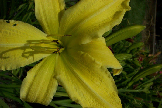 Hemerocallis 'Hyperion'