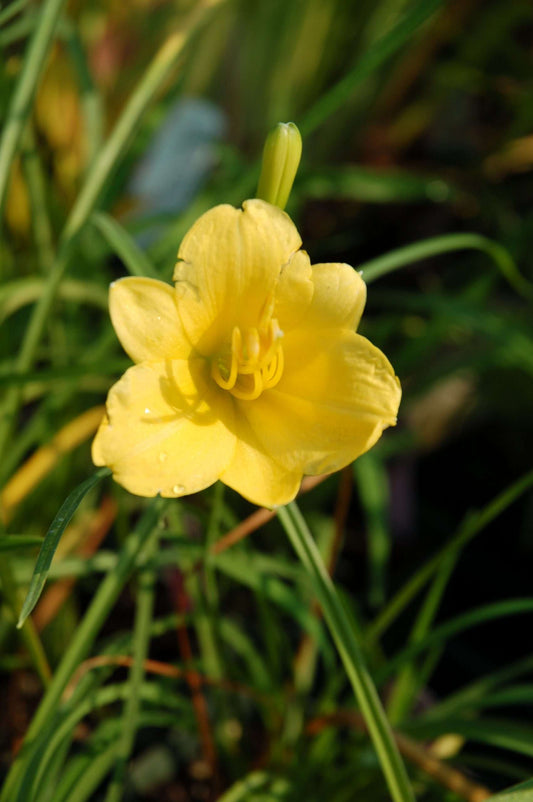 Hemerocallis 'Little Miss Sunshine'