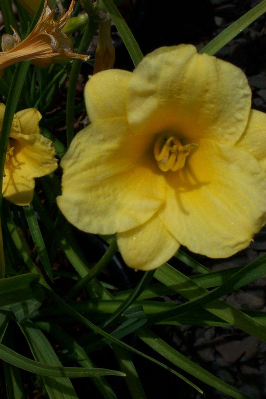 Hemerocallis 'Little Miss Sunshine'