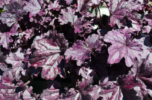 Heuchera 'Forever Purple' ®