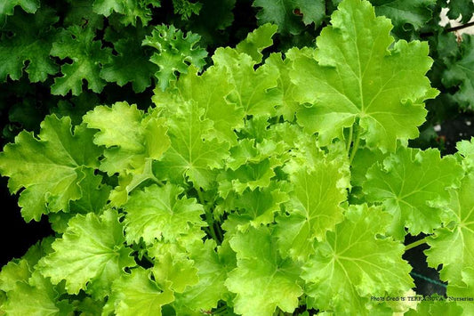 Heuchera 'Lime Rickey'