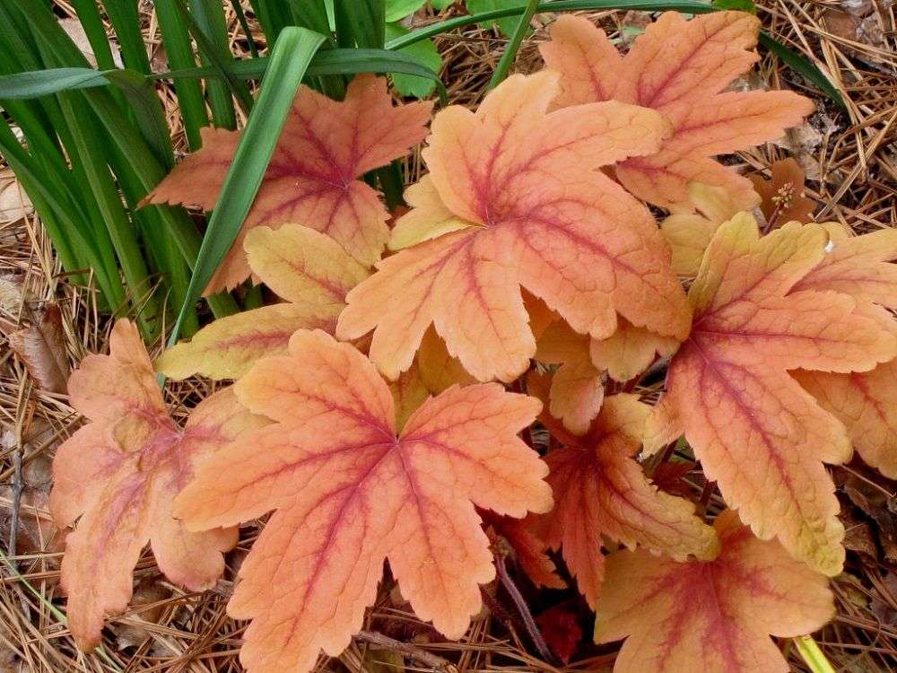 Heucherella 'Sweet Tea' PP21296