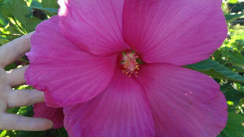 Hibiscus moscheutos 'Big Girl Pink'