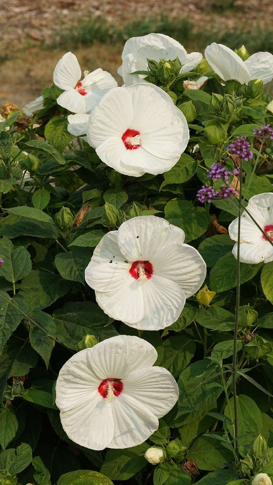 Hibiscus moscheutos 'Disco Belle White'