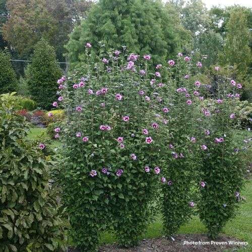 Hibiscus syriacus 'Purple Pillar"® PP25568