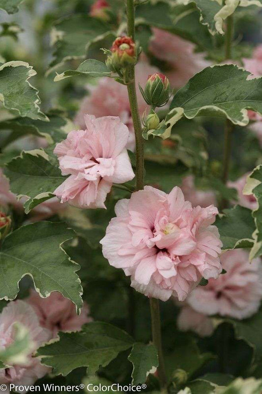Hibiscus syriacus 'Sugar Tip'® PP20579
