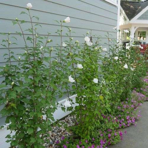 Hibiscus syriacus 'White Pillar' ® PP28892