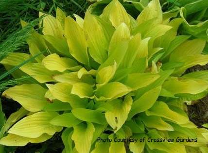 Hosta 'Cherry Tart'