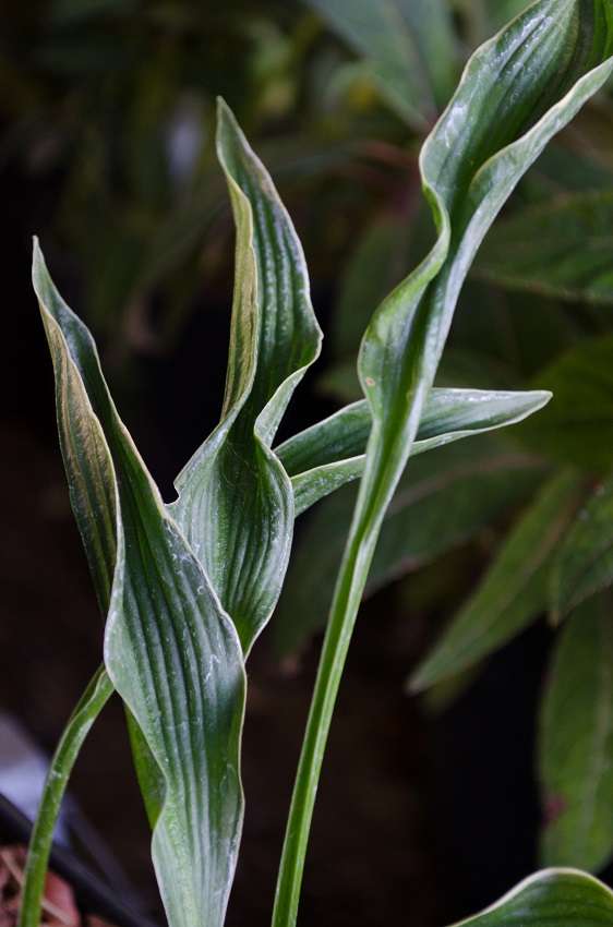 hosta praying plant Hosta 'Praying Hands' – Secret Garden Growers