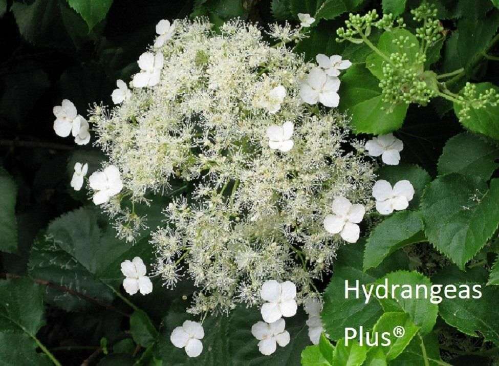 Hydrangea anomala petiolaris