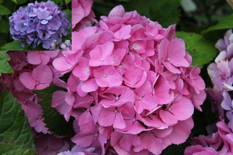 Hydrangea macrophylla 'Carol Moseley'