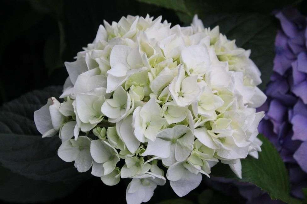 Hydrangea macrophylla 'Le Cygne'