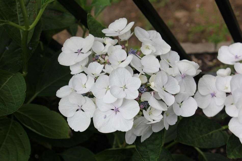 Hydrangea macrophylla 'Libelle'