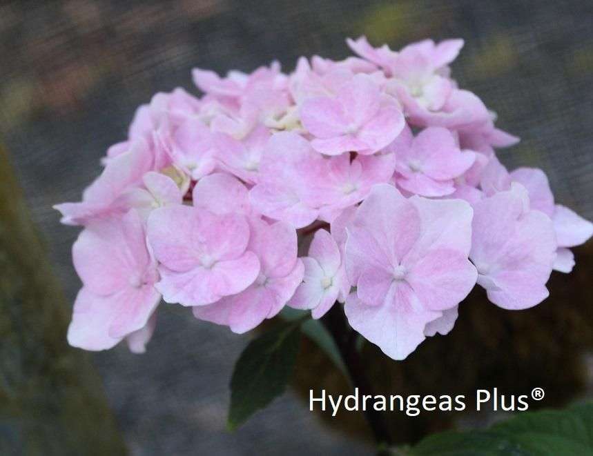 Hydrangea macrophylla Onyx™ Flamingo