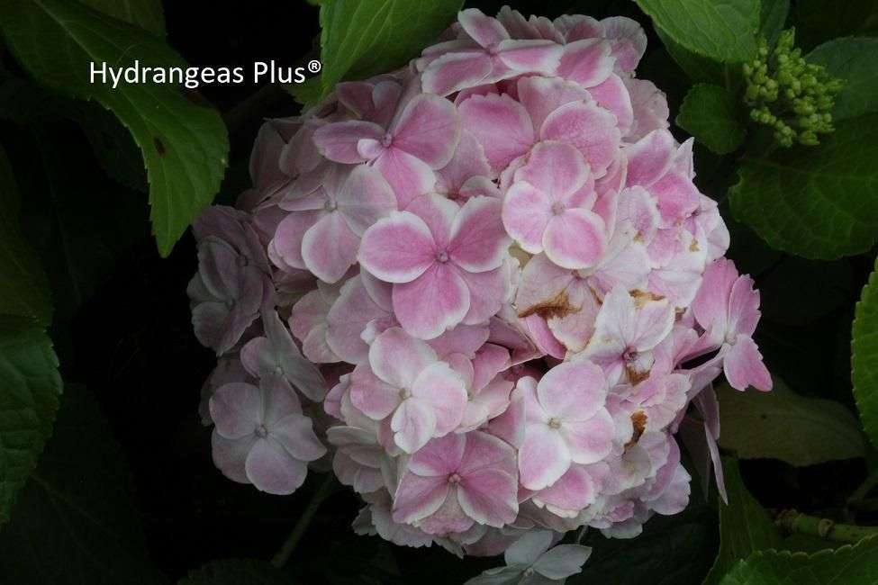 Hydrangea macrophylla 'Wedding Ring'