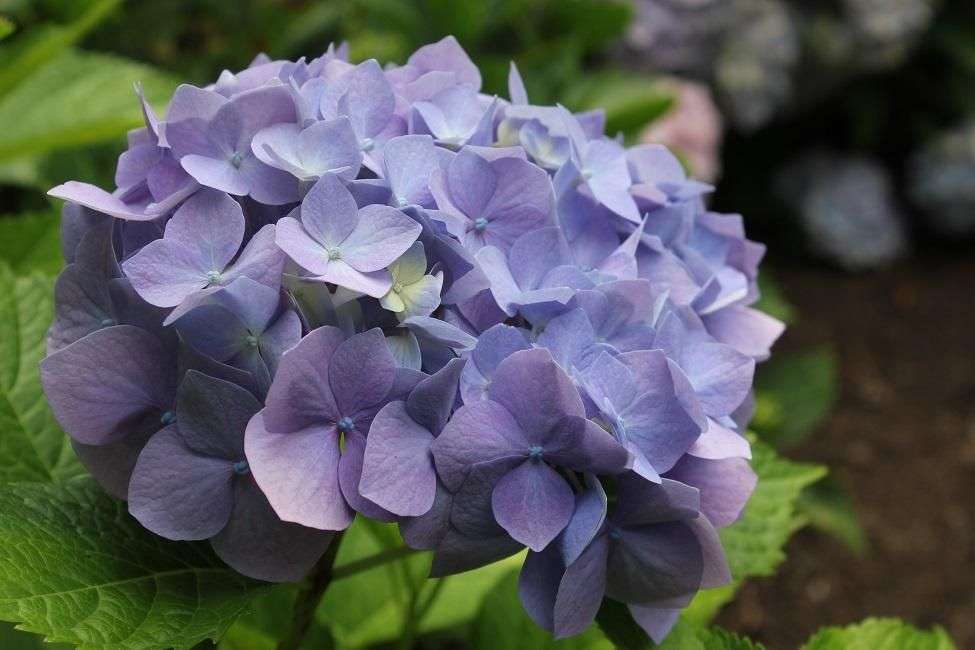 Hydrangea macrophylla 'Heinrich Seidel'