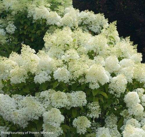 Hydrangea paniculata Bobo®