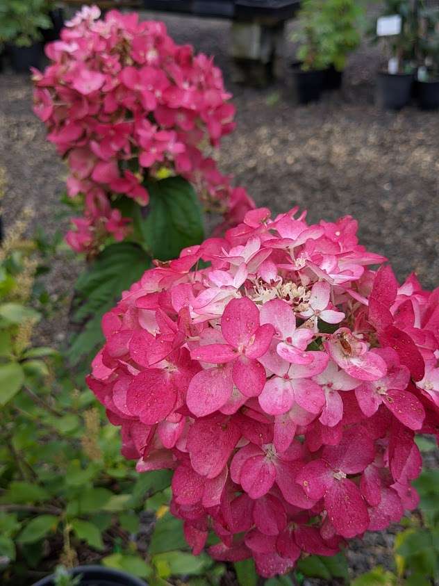 hydrangea paniculata fire light