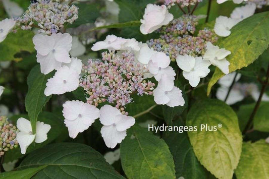 Hydrangea serrata 'Golden Sunlight'