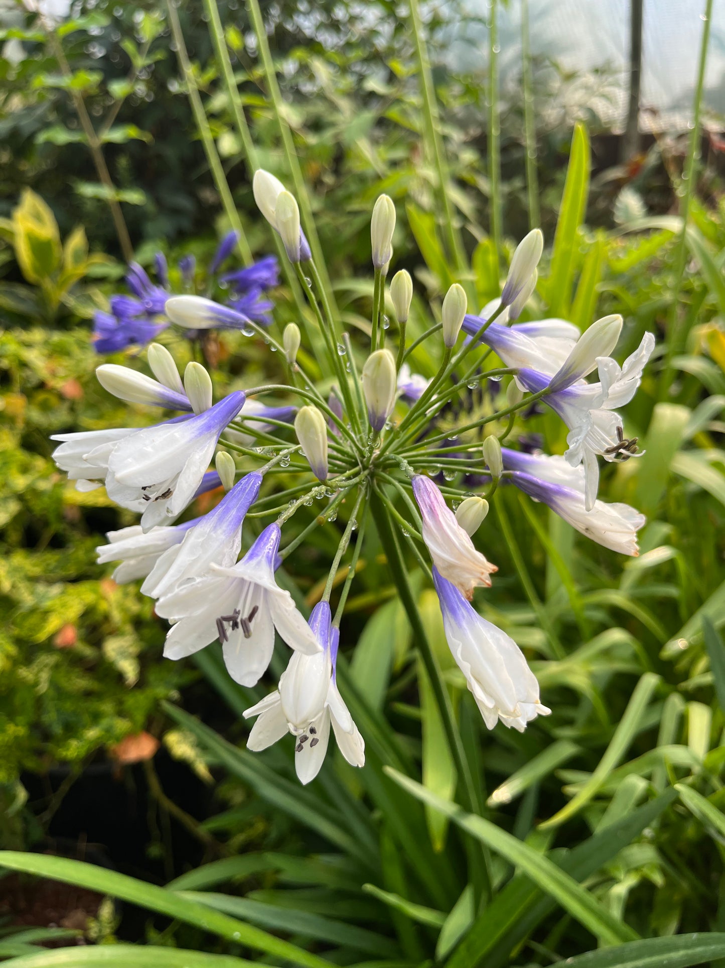 Agapanthus 'Twister' PP25519 - avail mid April