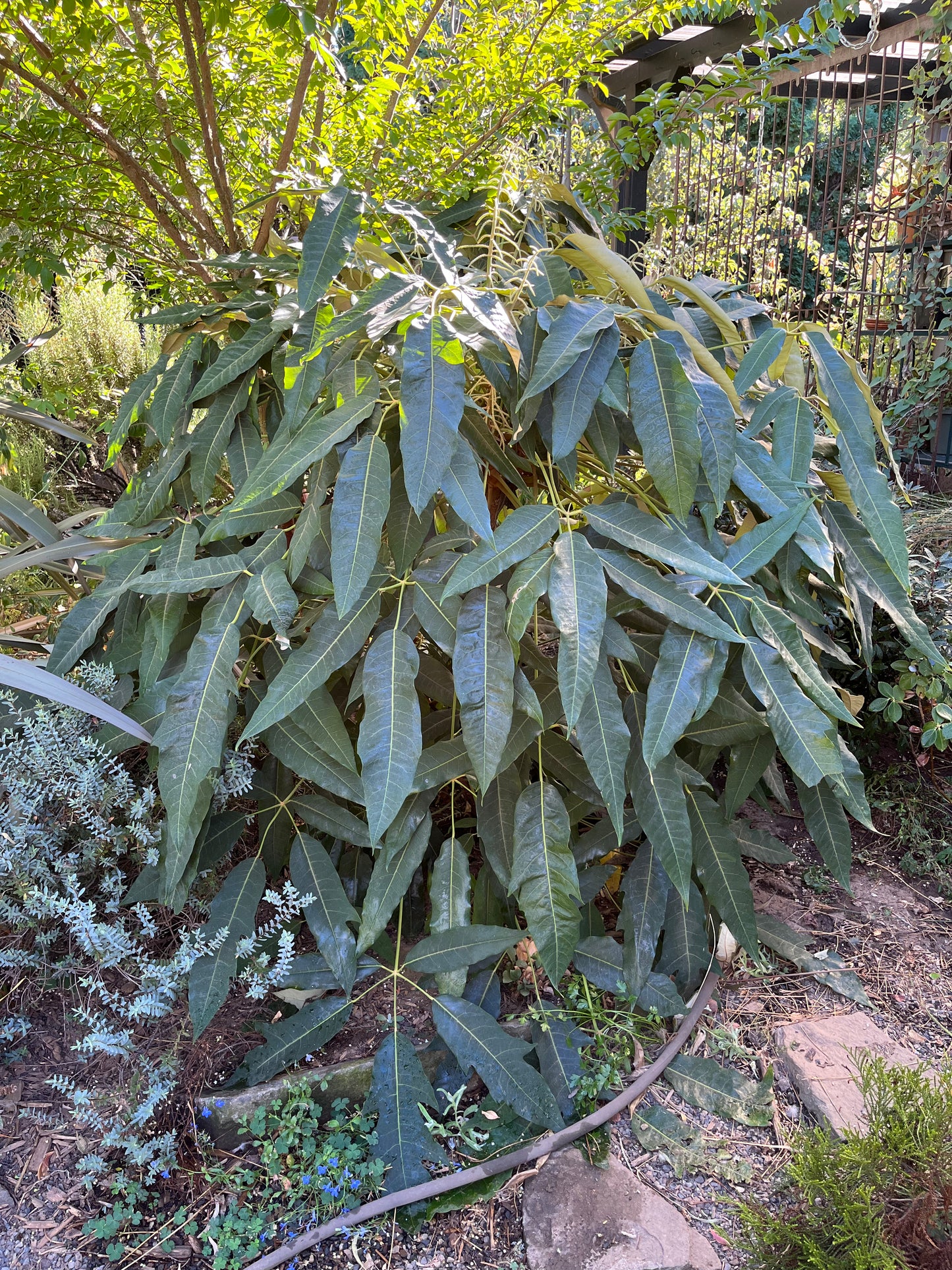 Schefflera delavayi