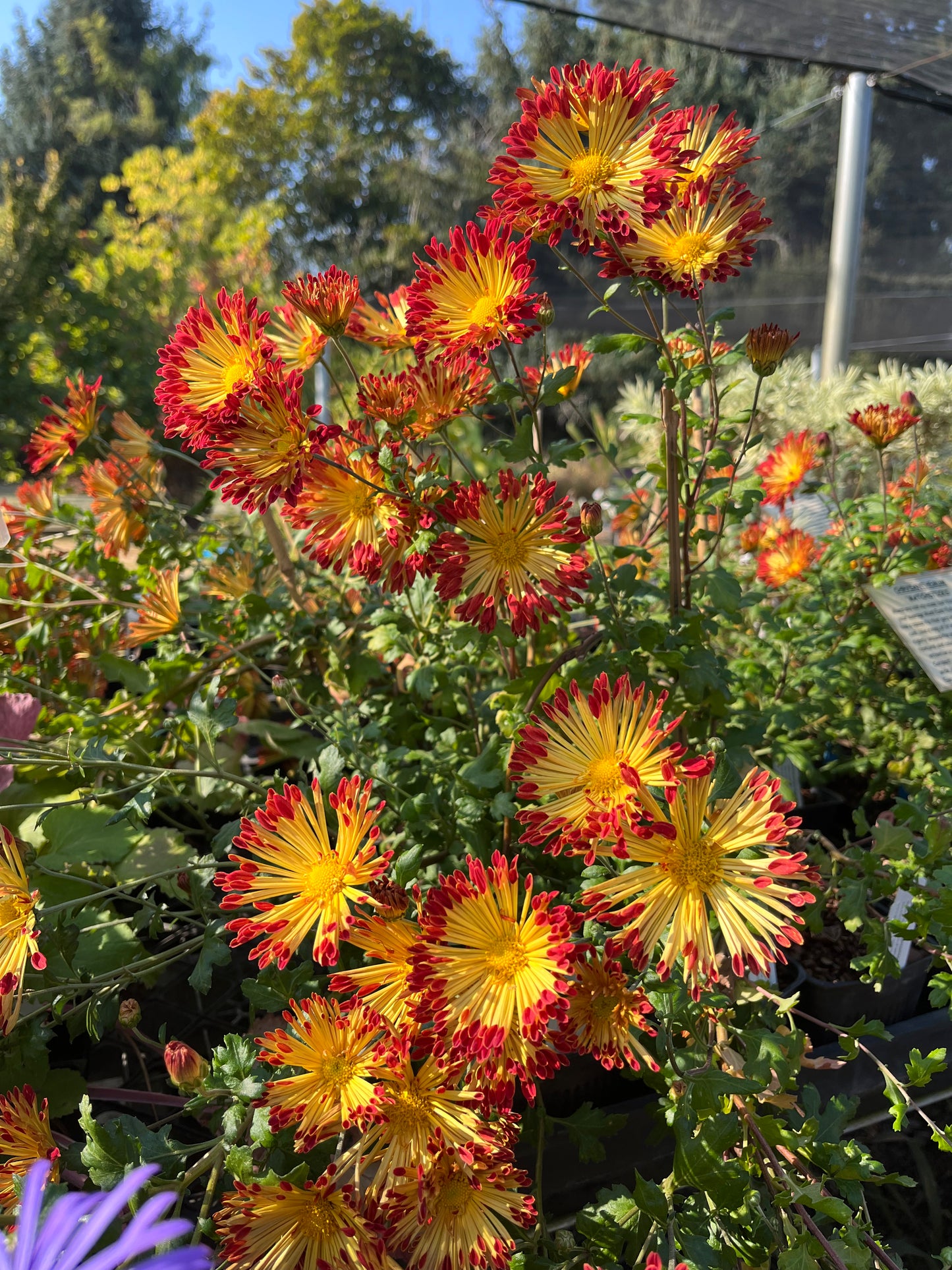 Chrysanthemum 'Matchsticks'