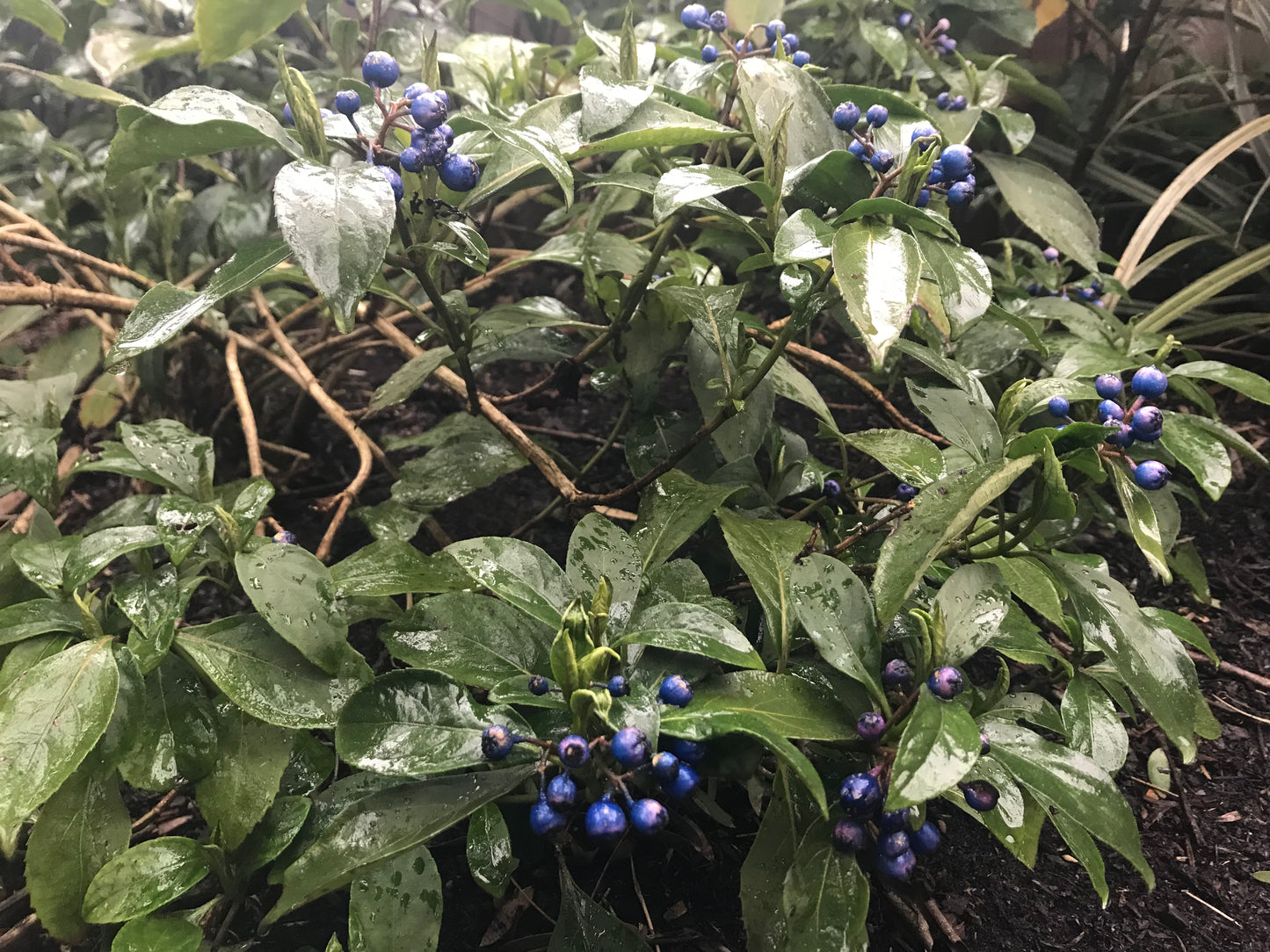 Dichroa febrifuga ‘UBC Form’