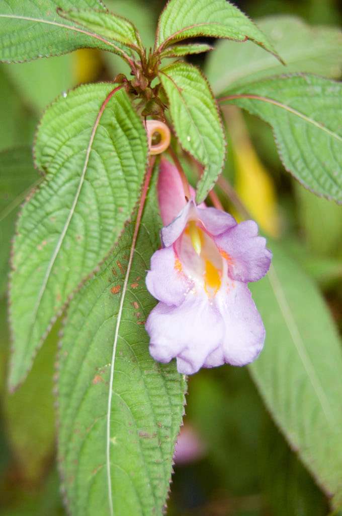 Impatiens arguta