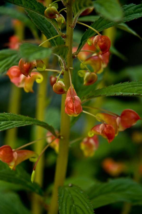 Impatiens gomphophylla