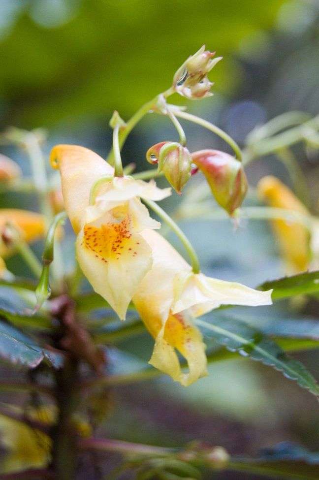 Impatiens omeiana