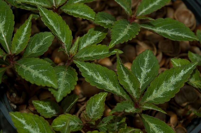 Impatiens omeiana 'High Voltage'