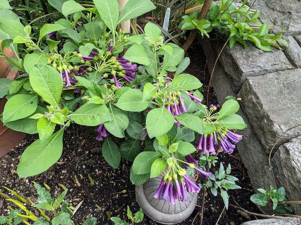 Iochroma cyaneum
